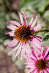 Coneflowers (Echinacea) blooming in a garden	
