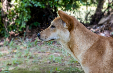 Naklejka na ściany i meble A street dog standing alone near the jungle close up