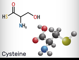 Cysteine, Cys, proteinogenic amino acid molecule.  Structural chemical formula and molecule model