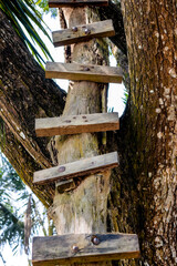 An old wooden plank stair on the tree