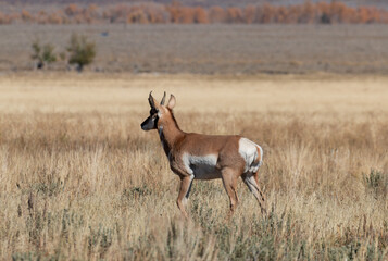 Pronghorn Antelope Buck in Wyoming in Autumn