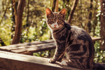 Little cat sits on a bench. Portrait of a beautiful cat in the garden