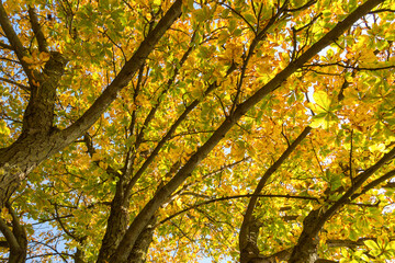 Yellow leaves on chestnut tree