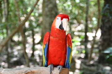 Tropical Red Parrot