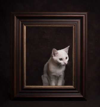 studio portrait of white cat looking through frame of painting 