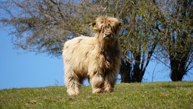 Kuh Wiese Zottelfell 