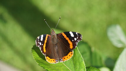 Schmetterling der kleine Fuchs