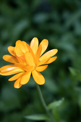 Lonely Calendula 