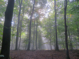 brume dans les arbres