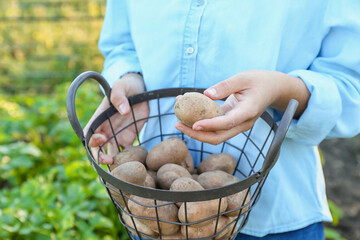 Woman with holding basket with raw gathered potatoes in field, closeup
