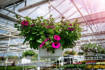 Fototapeta na wymiar Wunderschöne Petunien ranken auf aufgehängten Blumenkübeln im Gewächshaus einer Gärtnerei.