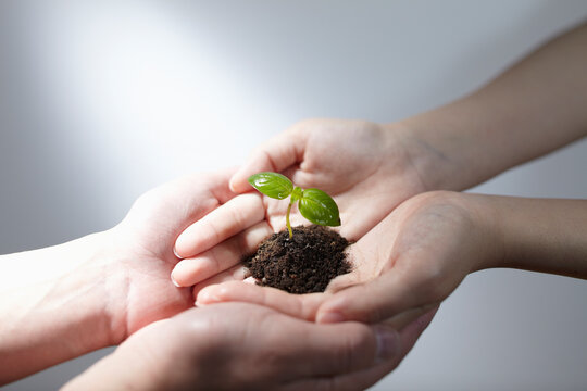 出たばかりの双葉の新芽を持つ女性と男性の手