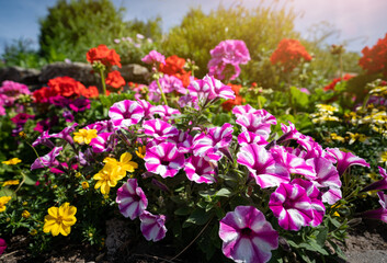 Fototapeta premium Leuchtend rot gestreift blühende Petunien im Blumenbeet vor einer Bruchsteinmauer.