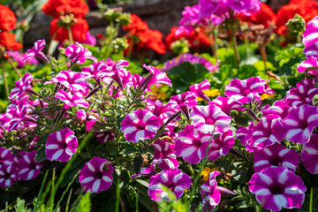 Leuchtend rot gestreift blühende Petunien im Blumenbeet vor einer Bruchsteinmauer.