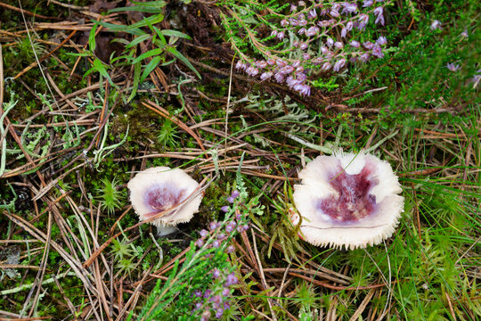 Russula obscura mushroom in a pine forest.