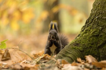 squirrel in the forest