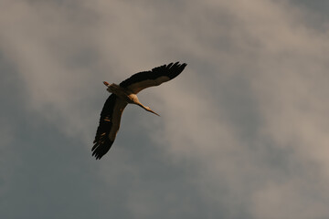 A flight of a stork in the sunset sky background in the evening.