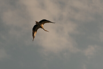 A flight of a huge stork in the sunset sky background in the evening.