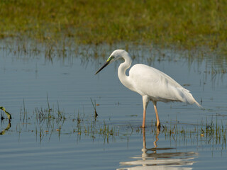 aigrette dans mare