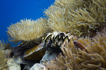 Naklejka na ściany i meble Récif coralien