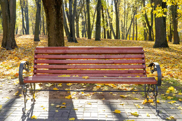 Photo of a brown wooden bench in the park in autumn against the background of trees and yellow fallen leaves