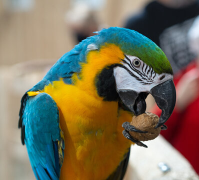 Papuga jedząca orzecha