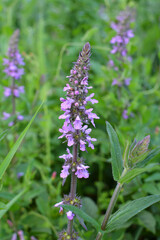 Stachys palustris grows among grasses in nature