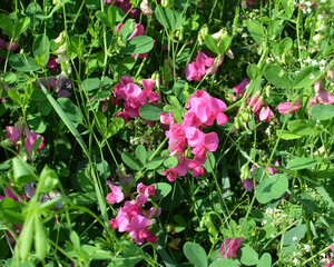 Obraz na płótnie Canvas Lathyrus tuberosus grows in the field among the grasses in summer