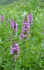 Stachys palustris grows among grasses in nature