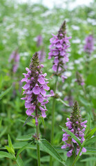 Stachys palustris grows among grasses in nature