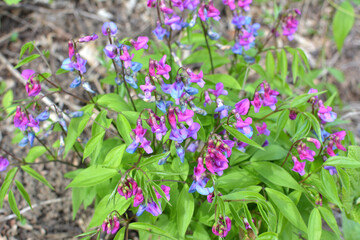 Lathyrus vernus blooms in spring in the forest