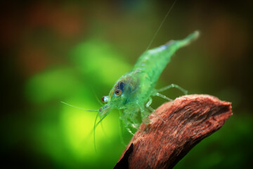 Neocaridina Freshwater Shrimp, dwarf shrimp in the aquarium. Animal macro, close up photography with a focus gradient and soft background. Aquascaping 