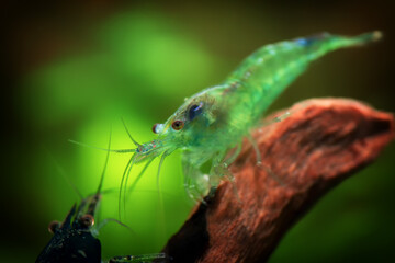 Neocaridina Freshwater Shrimp, dwarf shrimp in the aquarium. Animal macro, close up photography with a focus gradient and soft background. Aquascaping 