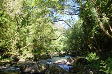 Obraz premium Río discurriendo por un paraje gallego