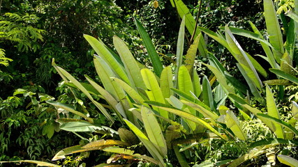 Obraz premium Vegetation on the bank of the Santiago River, near Playa del Oro, Ecuador