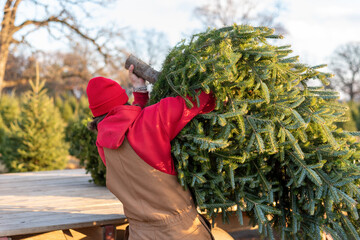 Man in coveralls loading a fresh cut Christmas tree onto a wagon - 464337547
