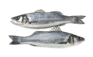 Fresh uncooked sea bass fish on white background