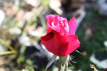 A small pink rose grows in the garden. A small bud. Summer fat. Green grass and leaves. White highlights on the flower
