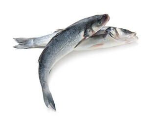 Fresh uncooked sea bass fish on white background