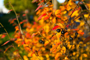 bright autumn bush with berries