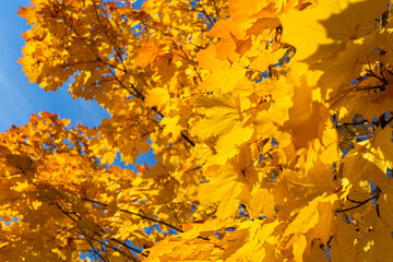 lush bright crown of an autumn tree