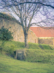 tree in the countryside