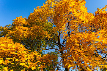 lush bright crown of an autumn tree