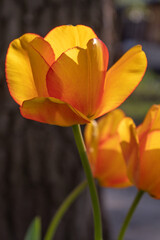 A flower bed with varietal tulips in the park