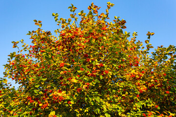 Fototapeta na wymiar lush crown of a tree with bright berries