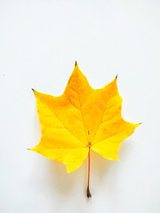 yellow leaf on white background