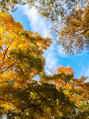 autumn trees against the background of blue sky