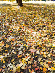 autumn leaves in the park