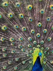 Obraz premium Peacock feathers fanned out on proud display