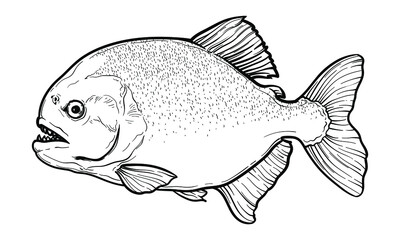 Hand-drawn Piranha. Black and white. Vector sketch of a fish isolated on a white background.